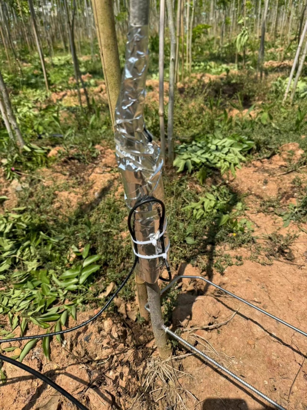 植物茎流仪